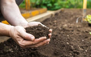 How to choose plants for different types of soil