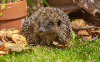 14 gardening tips to attract more wildlife