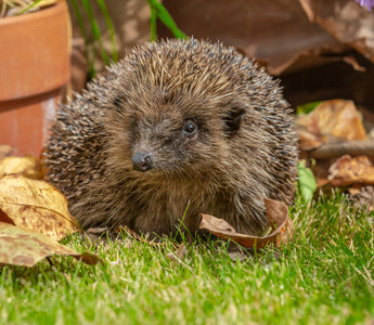 14 gardening tips to attract more wildlife