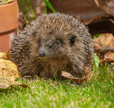 14 gardening tips to attract more wildlife