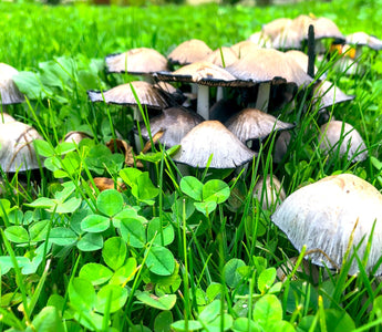 Wild mushrooms UK: How to identify mushrooms in your garden