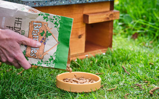 Feeding hedgehogs: Our top do's and don'ts