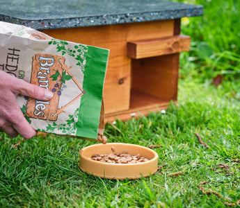 Feeding hedgehogs: Our top do's and don'ts