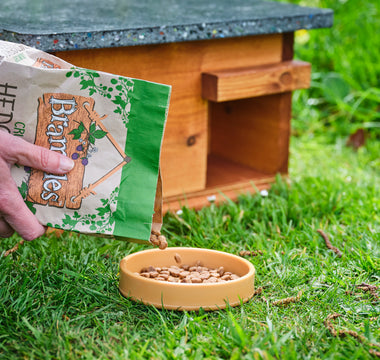 Feeding hedgehogs: Our top do's and don'ts