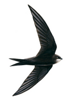 Swifts 