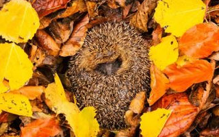 When do hedgehogs hibernate? Everything you need to know about hedgehog hibernation