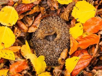 When do hedgehogs hibernate? Everything you need to know about hedgehog hibernation