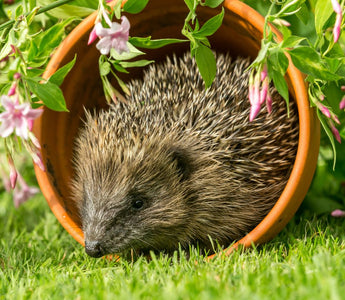 Hedgehogs in your garden: Best practices