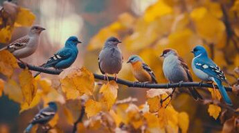 Caring for birds in your garden this Autumn