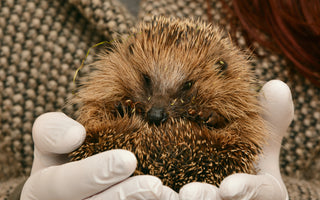 Hedgehog Friendly Campus - University of Birmingham