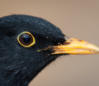 Bird of the Month – Blackbird