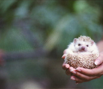 Can you keep a hedgehog as a pet?