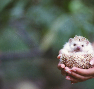 Can you keep a hedgehog as a pet?