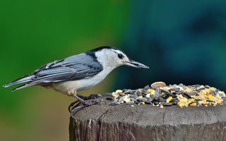 Bird Feeding: When Is The Best Time To Put Out Food?