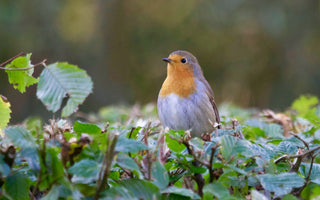 What Should I Feed the Birds in my Garden?