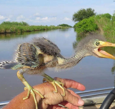 Are birds dinosaurs? Evolutionary history of birds