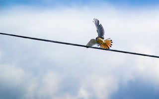 Bird of the Month - Kestrel