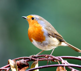 15 Smallest British Birds