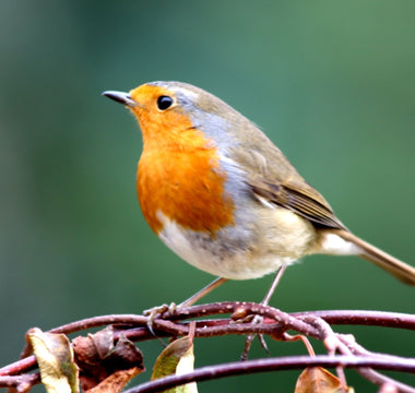 15 Smallest British Birds