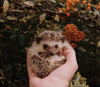 Are hedgehogs endangered? How to protect hedgehogs