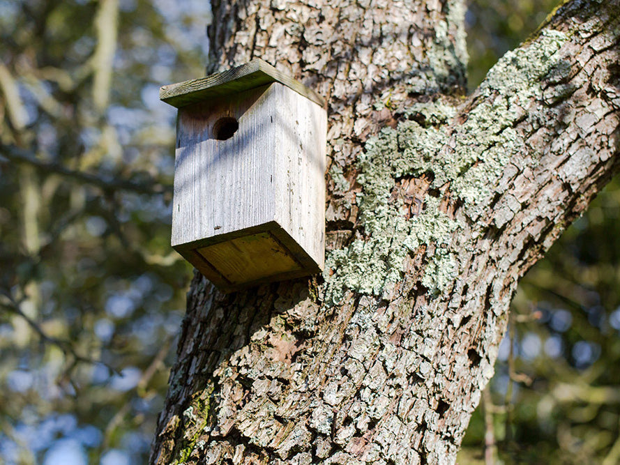 Put Up a Bird Box for National Nest Box Week – Green Feathers